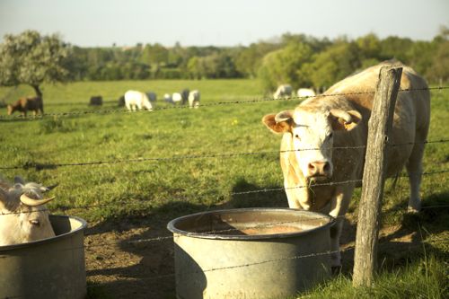 cows11