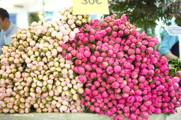 peonieswide1