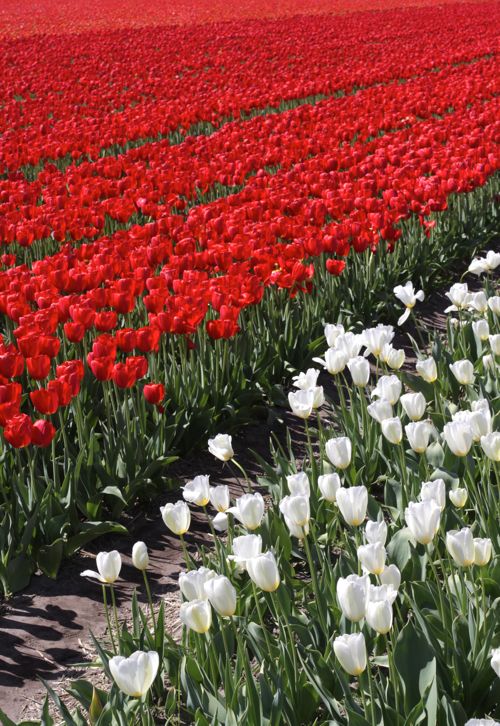 tulipfields18