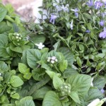 lacressspring12