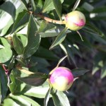 lacressspring_01