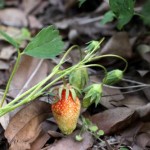 lacressspring_02