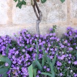 lacressspring_04