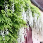 lacressspring_05