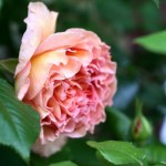 lacressspring_06