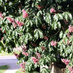 lacressspring_07