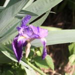 lacressspring_08