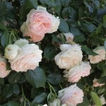 lacressspring_1
