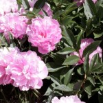 lacressspring_13