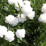 lacressspring_14