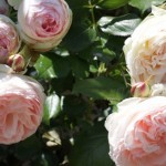 lacressspring_2