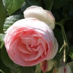 lacressspring_3
