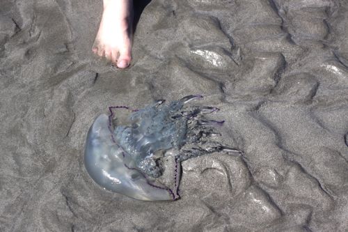 jellfishmontstmichel