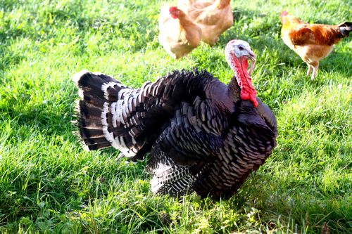frenchturkey3