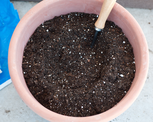 Will plants dry up in a pot without vermiculite?